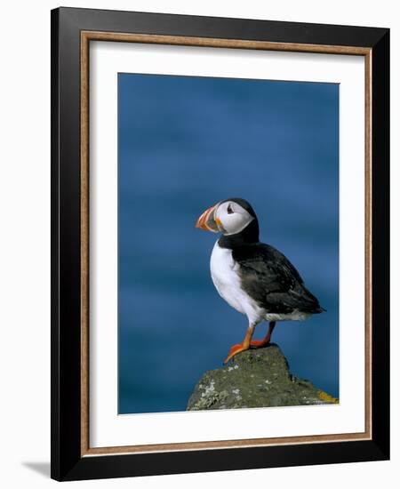 Puffin (Fratercula Arctica), Skomer Island, Pembrokeshire, Wales, United Kingdom-Steve & Ann Toon-Framed Photographic Print