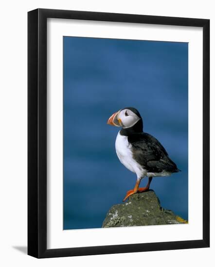 Puffin (Fratercula Arctica), Skomer Island, Pembrokeshire, Wales, United Kingdom-Steve & Ann Toon-Framed Photographic Print