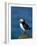 Puffin (Fratercula Arctica), Skomer Island, Pembrokeshire, Wales, United Kingdom-Steve & Ann Toon-Framed Photographic Print