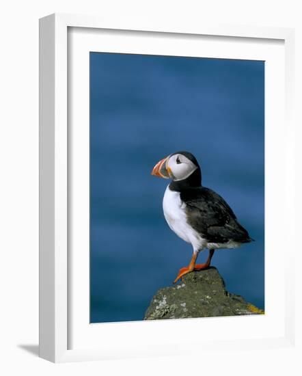 Puffin (Fratercula Arctica), Skomer Island, Pembrokeshire, Wales, United Kingdom-Steve & Ann Toon-Framed Photographic Print