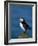 Puffin (Fratercula Arctica), Skomer Island, Pembrokeshire, Wales, United Kingdom-Steve & Ann Toon-Framed Photographic Print