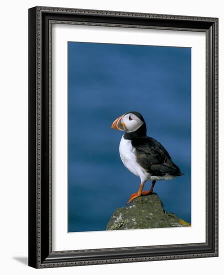 Puffin (Fratercula Arctica), Skomer Island, Pembrokeshire, Wales, United Kingdom-Steve & Ann Toon-Framed Photographic Print