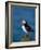 Puffin (Fratercula Arctica), Skomer Island, Pembrokeshire, Wales, United Kingdom-Steve & Ann Toon-Framed Photographic Print