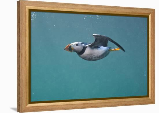 Puffin (Fratercula Arctica) Swimming Underwater, Farne Islands, Northumberland, UK, July-Alex Mustard-Framed Premier Image Canvas