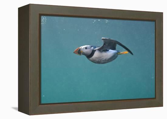 Puffin (Fratercula Arctica) Swimming Underwater, Farne Islands, Northumberland, UK, July-Alex Mustard-Framed Premier Image Canvas