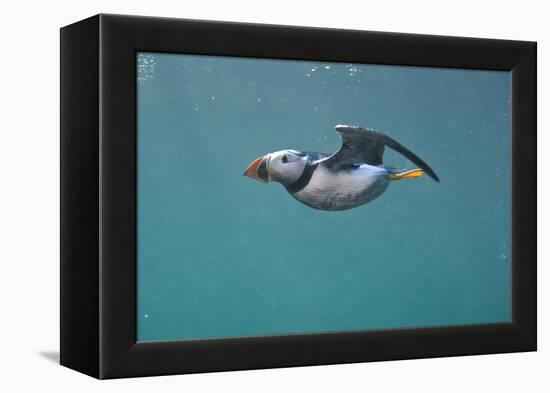 Puffin (Fratercula Arctica) Swimming Underwater, Farne Islands, Northumberland, UK, July-Alex Mustard-Framed Premier Image Canvas