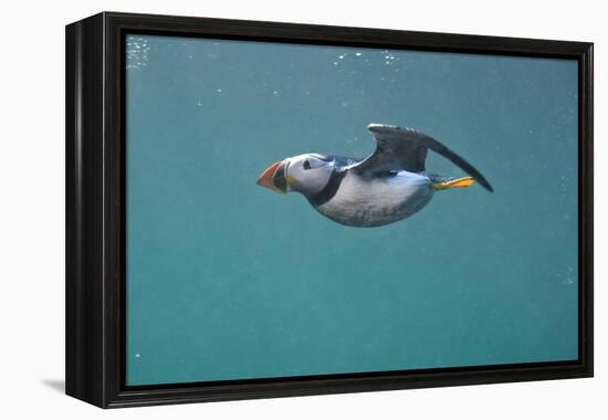 Puffin (Fratercula Arctica) Swimming Underwater, Farne Islands, Northumberland, UK, July-Alex Mustard-Framed Premier Image Canvas