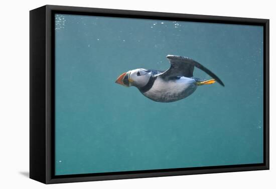 Puffin (Fratercula Arctica) Swimming Underwater, Farne Islands, Northumberland, UK, July-Alex Mustard-Framed Premier Image Canvas