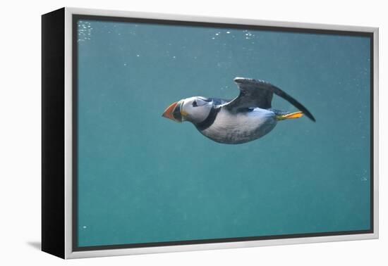 Puffin (Fratercula Arctica) Swimming Underwater, Farne Islands, Northumberland, UK, July-Alex Mustard-Framed Premier Image Canvas