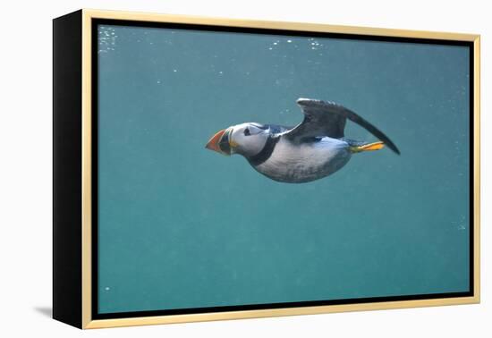 Puffin (Fratercula Arctica) Swimming Underwater, Farne Islands, Northumberland, UK, July-Alex Mustard-Framed Premier Image Canvas