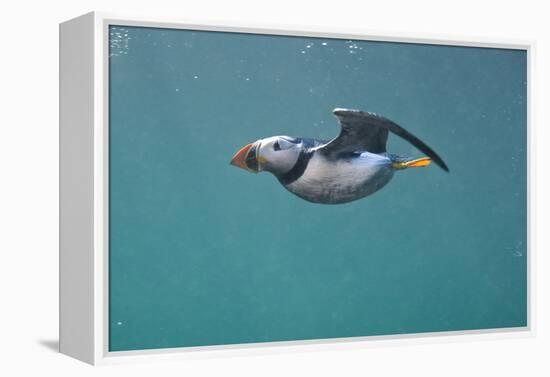 Puffin (Fratercula Arctica) Swimming Underwater, Farne Islands, Northumberland, UK, July-Alex Mustard-Framed Premier Image Canvas