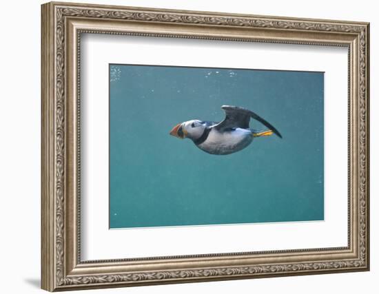 Puffin (Fratercula Arctica) Swimming Underwater, Farne Islands, Northumberland, UK, July-Alex Mustard-Framed Photographic Print