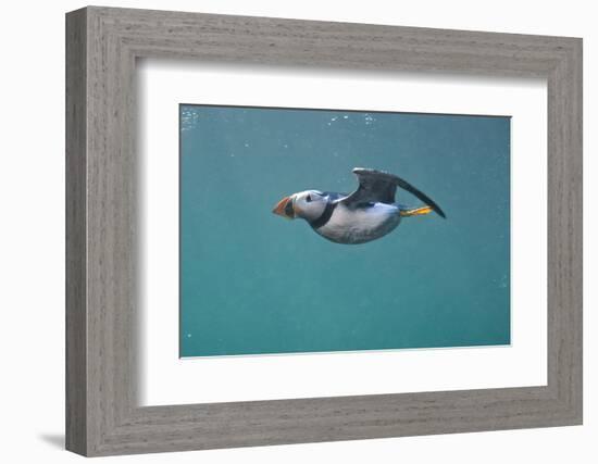 Puffin (Fratercula Arctica) Swimming Underwater, Farne Islands, Northumberland, UK, July-Alex Mustard-Framed Photographic Print