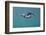 Puffin (Fratercula Arctica) Swimming Underwater, Farne Islands, Northumberland, UK, July-Alex Mustard-Framed Photographic Print