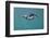 Puffin (Fratercula Arctica) Swimming Underwater, Farne Islands, Northumberland, UK, July-Alex Mustard-Framed Photographic Print