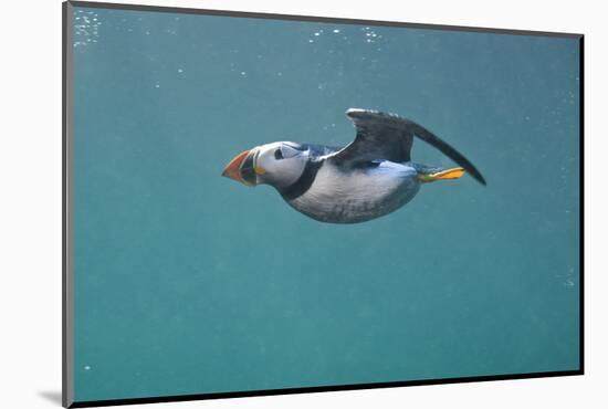 Puffin (Fratercula Arctica) Swimming Underwater, Farne Islands, Northumberland, UK, July-Alex Mustard-Mounted Photographic Print