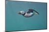 Puffin (Fratercula Arctica) Swimming Underwater, Farne Islands, Northumberland, UK, July-Alex Mustard-Mounted Photographic Print