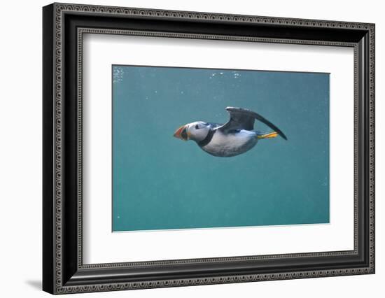 Puffin (Fratercula Arctica) Swimming Underwater, Farne Islands, Northumberland, UK, July-Alex Mustard-Framed Photographic Print