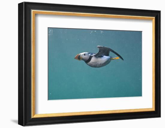 Puffin (Fratercula Arctica) Swimming Underwater, Farne Islands, Northumberland, UK, July-Alex Mustard-Framed Photographic Print