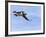 Puffin (Fratercula Arctica), With Fish, Farne Islands, Northumberland, England, United Kingdom-null-Framed Photographic Print