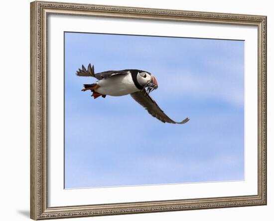 Puffin (Fratercula Arctica), With Fish, Farne Islands, Northumberland, England, United Kingdom-null-Framed Photographic Print