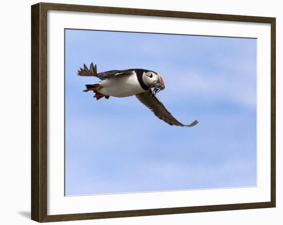 Puffin (Fratercula Arctica), With Fish, Farne Islands, Northumberland, England, United Kingdom-null-Framed Photographic Print