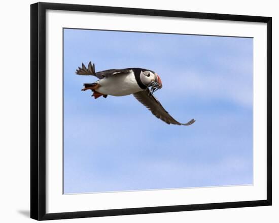 Puffin (Fratercula Arctica), With Fish, Farne Islands, Northumberland, England, United Kingdom-null-Framed Photographic Print