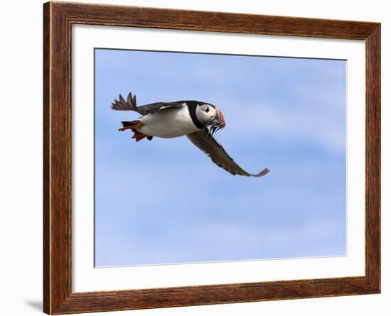 Puffin (Fratercula Arctica), With Fish, Farne Islands, Northumberland, England, United Kingdom-null-Framed Photographic Print