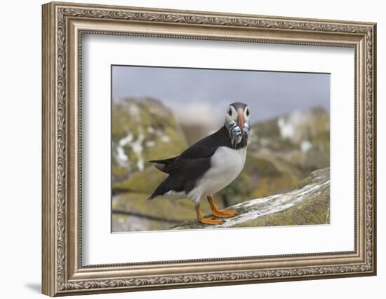 Puffin (Fratercula arctica) with sand eels, Farne Islands, Northumberland, England, United Kingdom,-Ann and Steve Toon-Framed Photographic Print