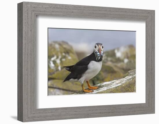 Puffin (Fratercula arctica) with sand eels, Farne Islands, Northumberland, England, United Kingdom,-Ann and Steve Toon-Framed Photographic Print