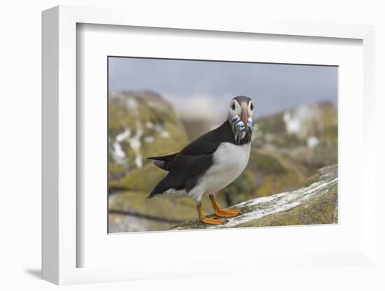 Puffin (Fratercula arctica) with sand eels, Farne Islands, Northumberland, England, United Kingdom,-Ann and Steve Toon-Framed Photographic Print