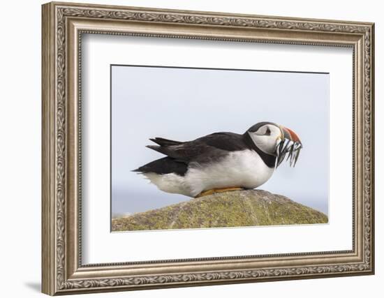 Puffin (Fratercula arctica) with sand eels, Farne Islands, Northumberland, England, United Kingdom,-Ann and Steve Toon-Framed Photographic Print