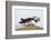 Puffin (Fratercula arctica) with sand eels, Farne Islands, Northumberland, England, United Kingdom,-Ann and Steve Toon-Framed Photographic Print