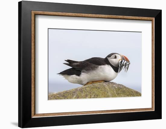 Puffin (Fratercula arctica) with sand eels, Farne Islands, Northumberland, England, United Kingdom,-Ann and Steve Toon-Framed Photographic Print