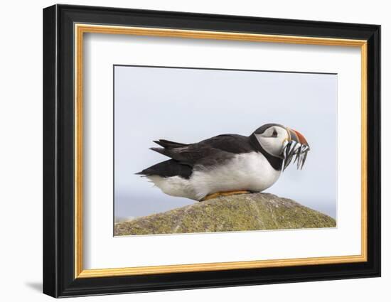 Puffin (Fratercula arctica) with sand eels, Farne Islands, Northumberland, England, United Kingdom,-Ann and Steve Toon-Framed Photographic Print