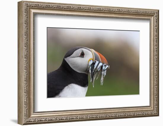 Puffin (Fratercula arctica) with sand eels, Farne Islands, Northumberland, England, United Kingdom,-Ann and Steve Toon-Framed Photographic Print