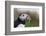 Puffin (Fratercula arctica) with sand eels, Farne Islands, Northumberland, England, United Kingdom,-Ann and Steve Toon-Framed Photographic Print