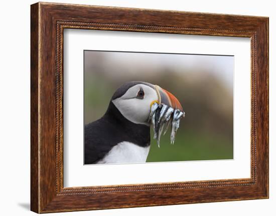 Puffin (Fratercula arctica) with sand eels, Farne Islands, Northumberland, England, United Kingdom,-Ann and Steve Toon-Framed Photographic Print