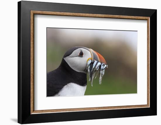 Puffin (Fratercula arctica) with sand eels, Farne Islands, Northumberland, England, United Kingdom,-Ann and Steve Toon-Framed Photographic Print