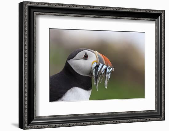 Puffin (Fratercula arctica) with sand eels, Farne Islands, Northumberland, England, United Kingdom,-Ann and Steve Toon-Framed Photographic Print