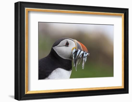 Puffin (Fratercula arctica) with sand eels, Farne Islands, Northumberland, England, United Kingdom,-Ann and Steve Toon-Framed Photographic Print