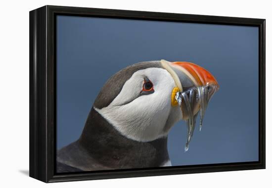 Puffin (Fratercula Arctica) with Sand Eels in Beak, Farne Islands, Northumberland, June-Rob Jordan-Framed Premier Image Canvas