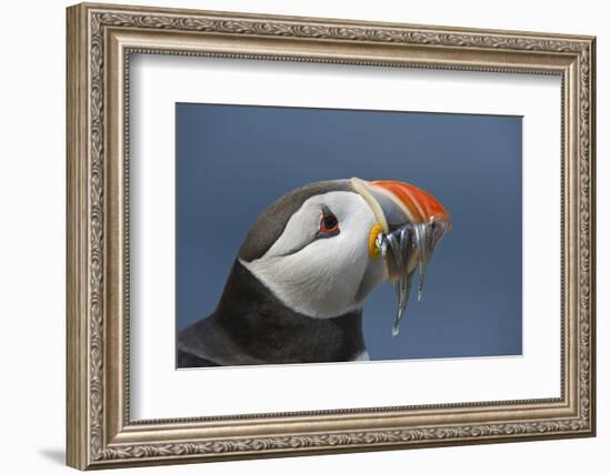 Puffin (Fratercula Arctica) with Sand Eels in Beak, Farne Islands, Northumberland, June-Rob Jordan-Framed Photographic Print