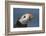 Puffin (Fratercula Arctica) with Sand Eels in Beak, Farne Islands, Northumberland, June-Rob Jordan-Framed Photographic Print