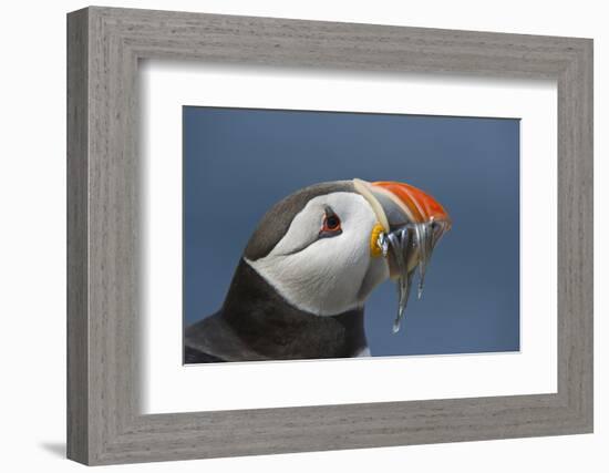 Puffin (Fratercula Arctica) with Sand Eels in Beak, Farne Islands, Northumberland, June-Rob Jordan-Framed Photographic Print