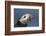 Puffin (Fratercula Arctica) with Sand Eels in Beak, Farne Islands, Northumberland, June-Rob Jordan-Framed Photographic Print