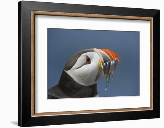 Puffin (Fratercula Arctica) with Sand Eels in Beak, Farne Islands, Northumberland, June-Rob Jordan-Framed Photographic Print