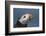 Puffin (Fratercula Arctica) with Sand Eels in Beak, Farne Islands, Northumberland, June-Rob Jordan-Framed Photographic Print