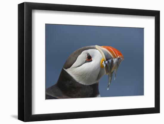 Puffin (Fratercula Arctica) with Sand Eels in Beak, Farne Islands, Northumberland, June-Rob Jordan-Framed Photographic Print