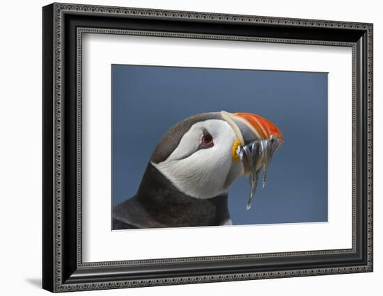 Puffin (Fratercula Arctica) with Sand Eels in Beak, Farne Islands, Northumberland, June-Rob Jordan-Framed Photographic Print